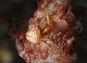 soft coral crab fishing by Alan Johnson 
